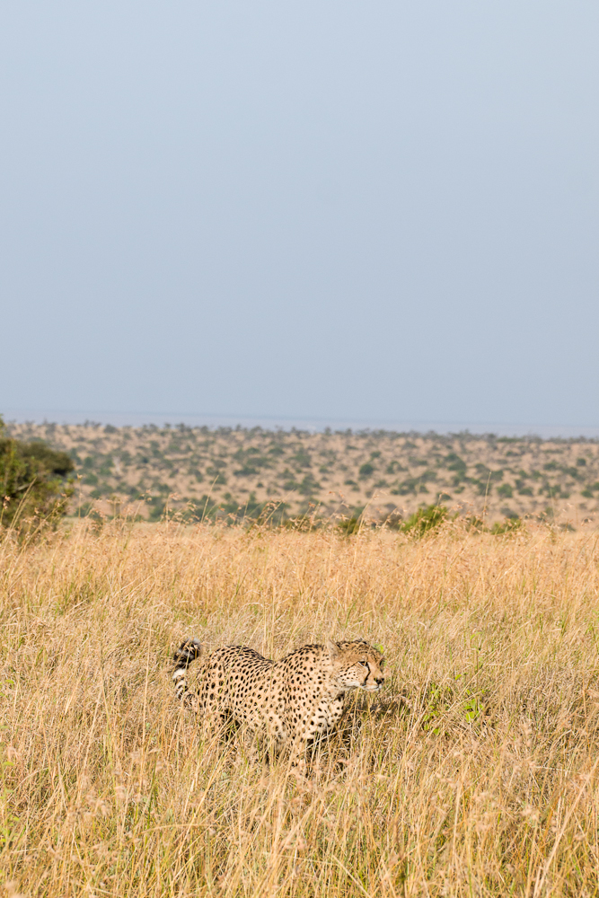laikipia
